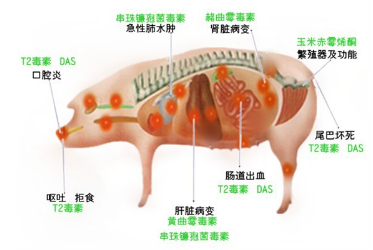 T-2毒素 T-2毒素