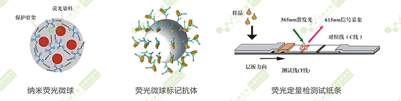 玉米赤霉烯酮熒光定量快速檢測(cè)卡簡(jiǎn)介