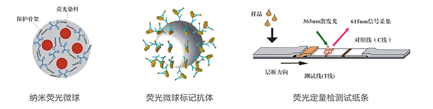 葉酸(VB9)熒光定量快速檢測(cè)試紙條檢測(cè)原理 葉酸(VB9)熒光定量快速檢測(cè)試紙條檢測(cè)原理